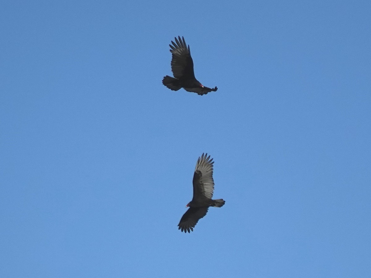 Turkey Vulture - ML645424733