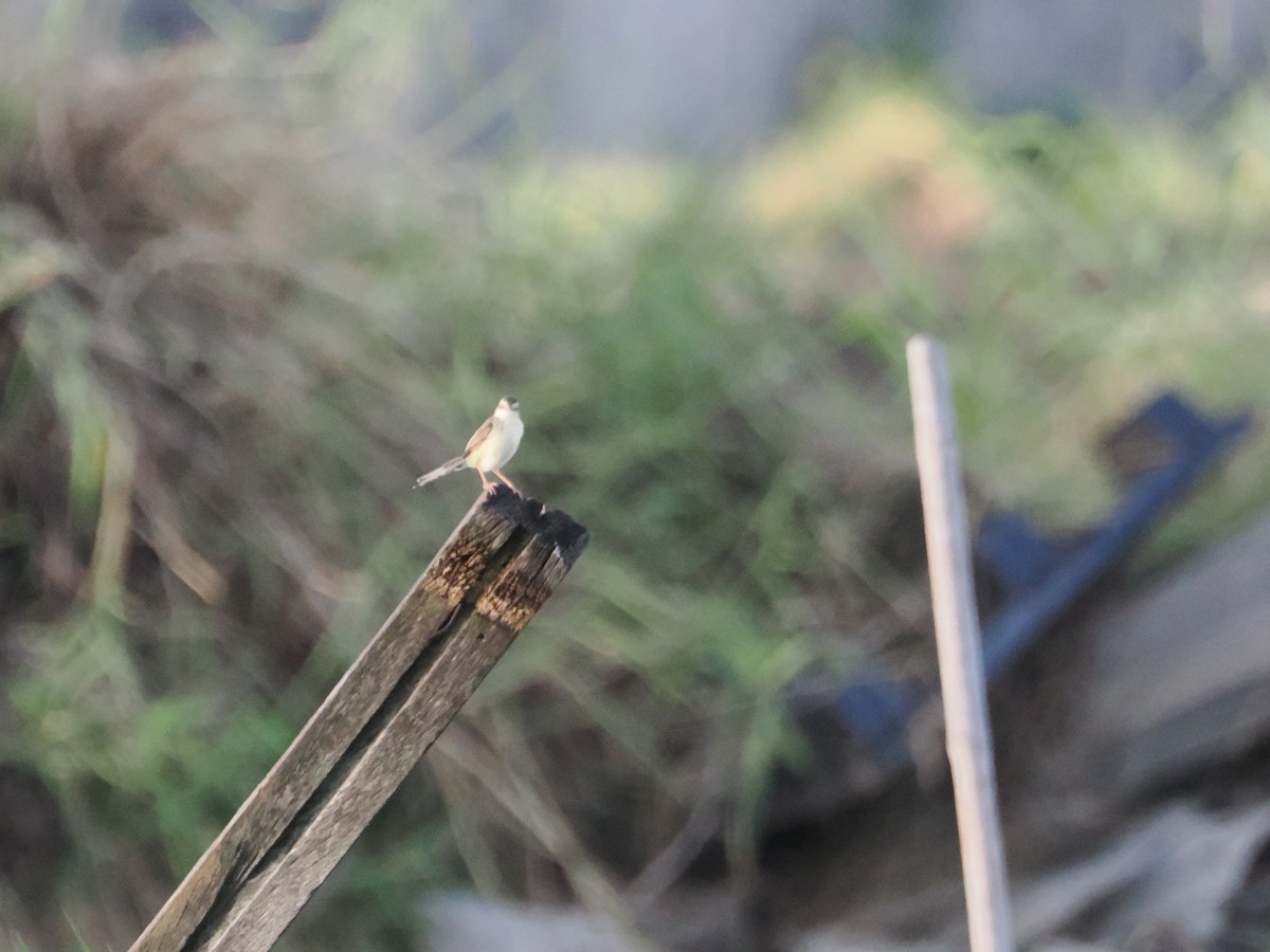 Schlichtprinie - ML645424735