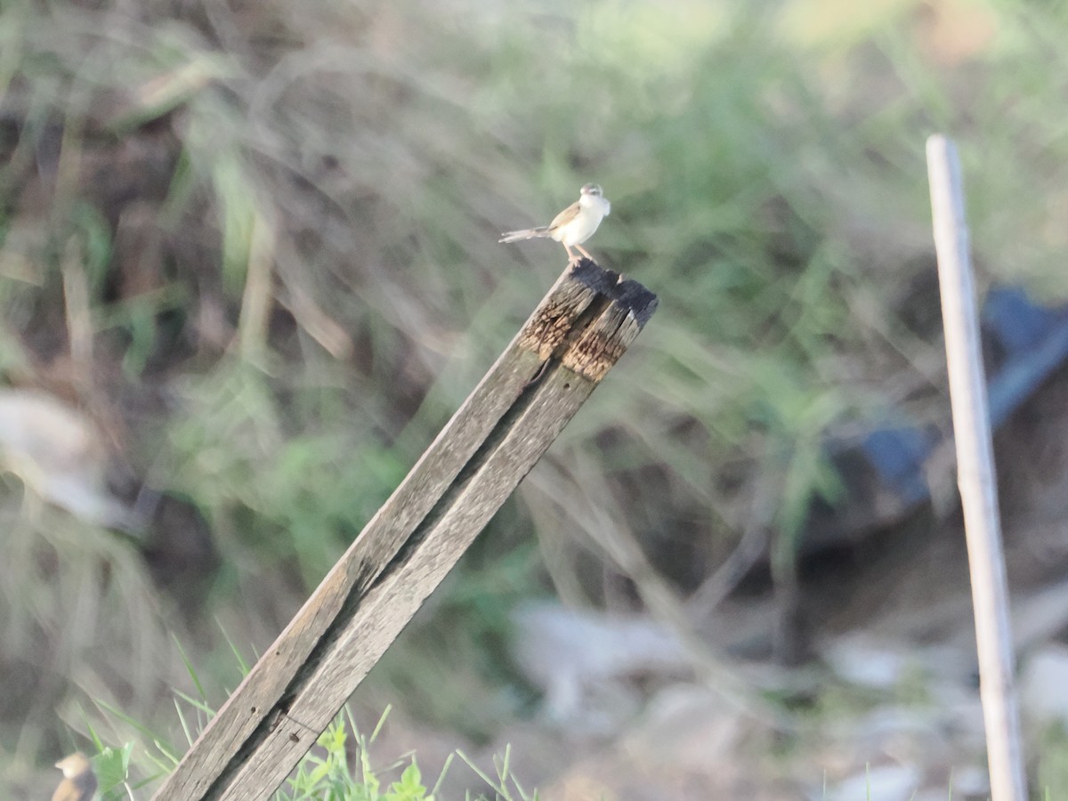 Schlichtprinie - ML645424737