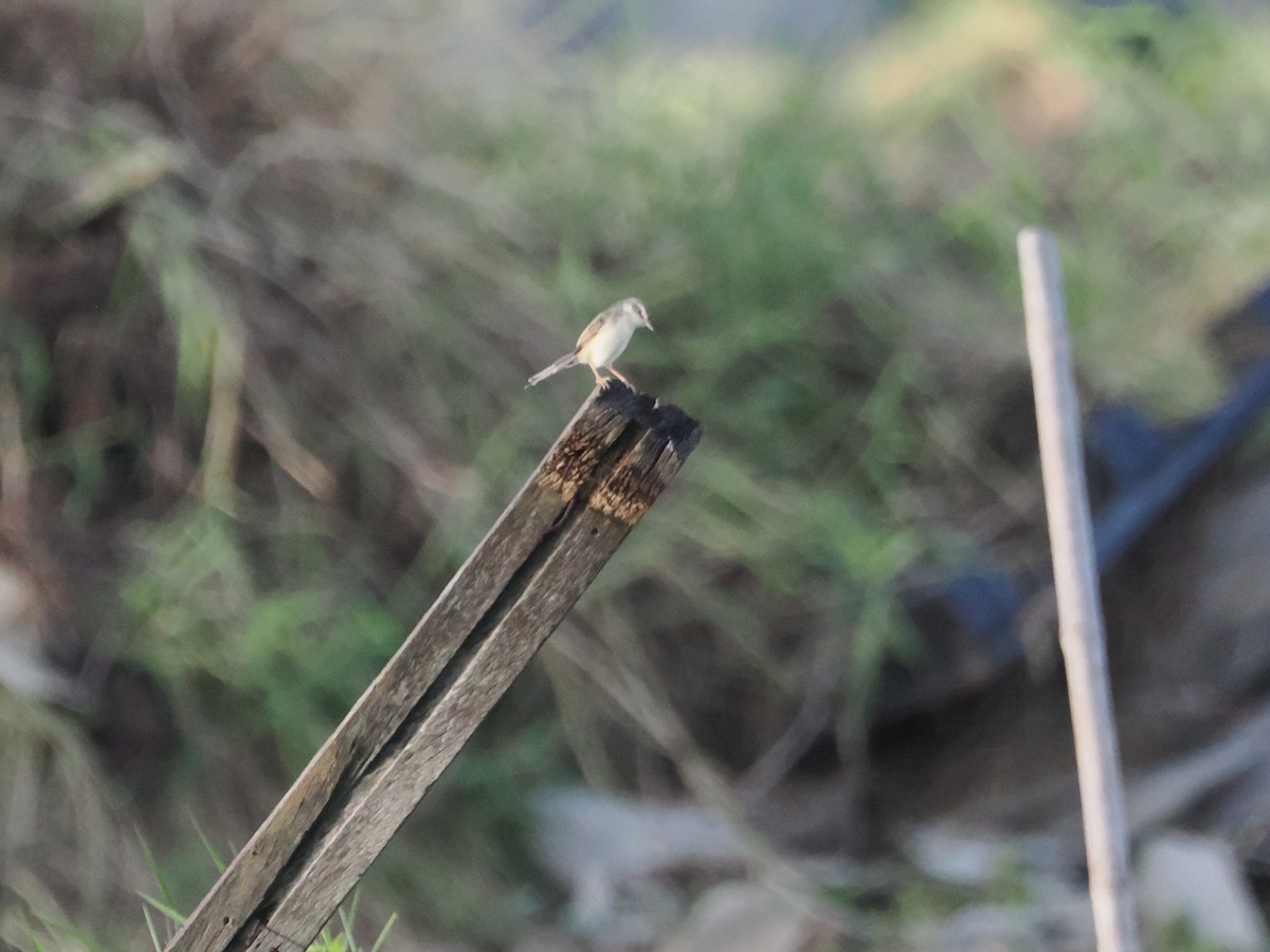 Schlichtprinie - ML645424738