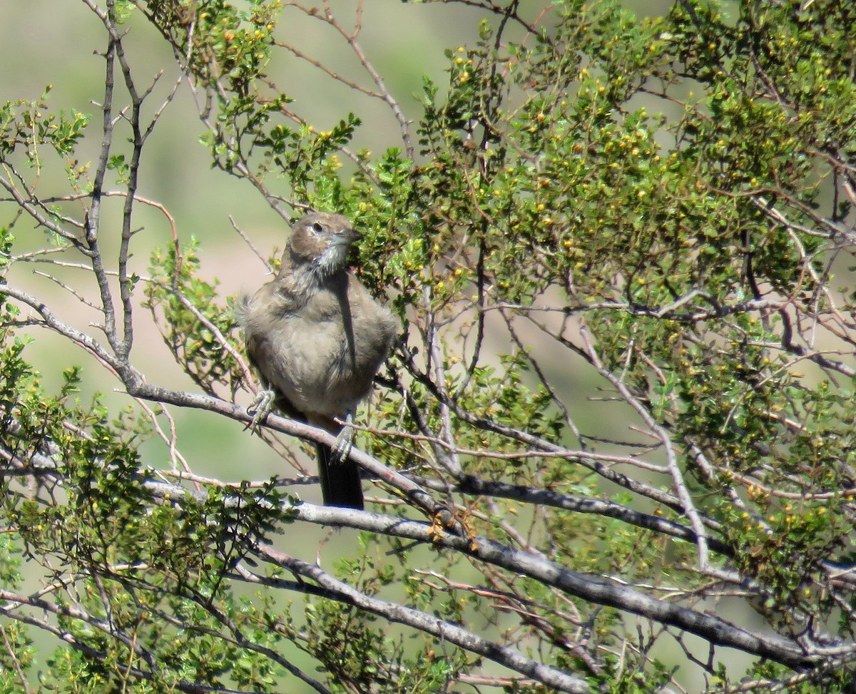 White-throated Cacholote - ML645424740