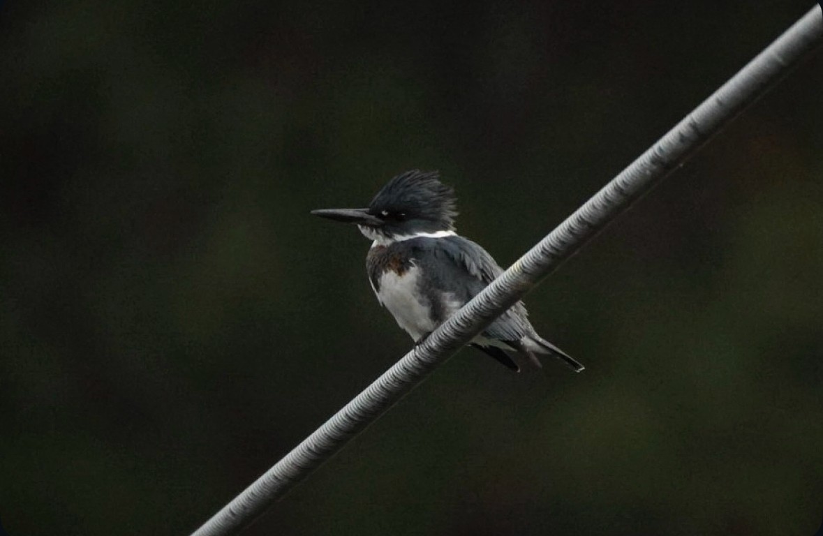 Belted Kingfisher - ML645424743