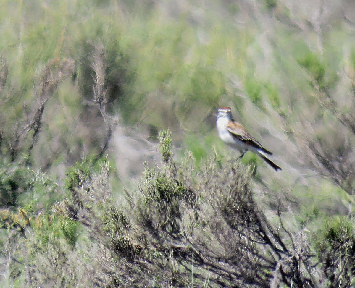 Rusty-backed Monjita - ML645424746