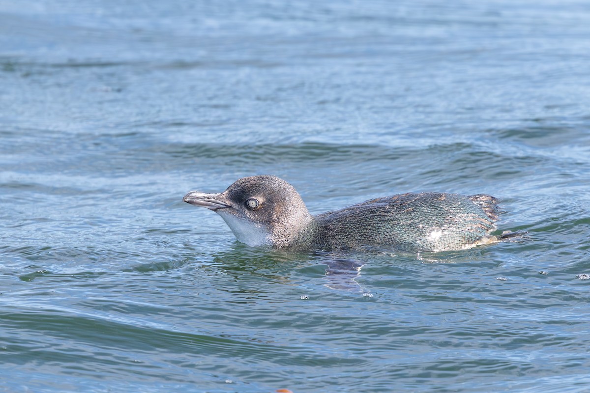 Little Penguin - ML645424747