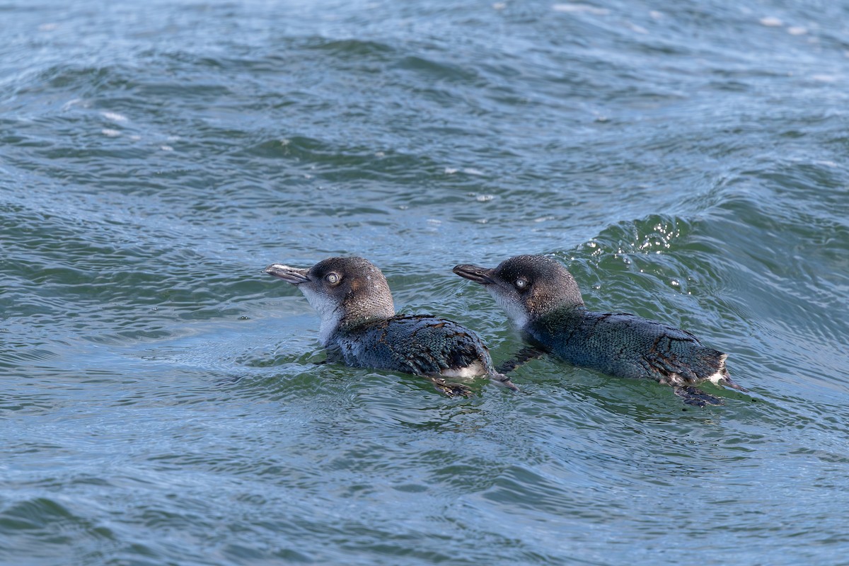 Little Penguin - ML645424748