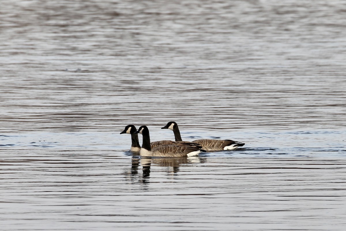 Canada Goose - ML645424751