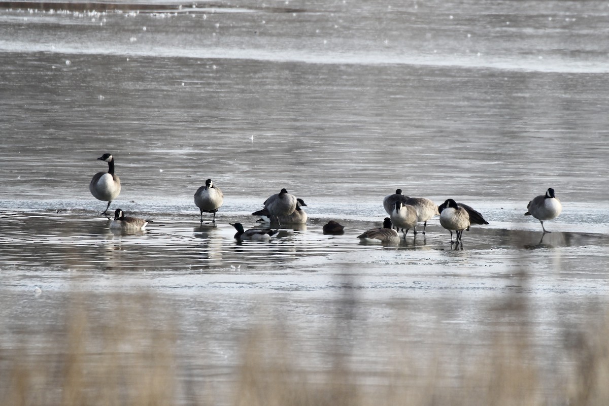 Canada Goose - ML645424752