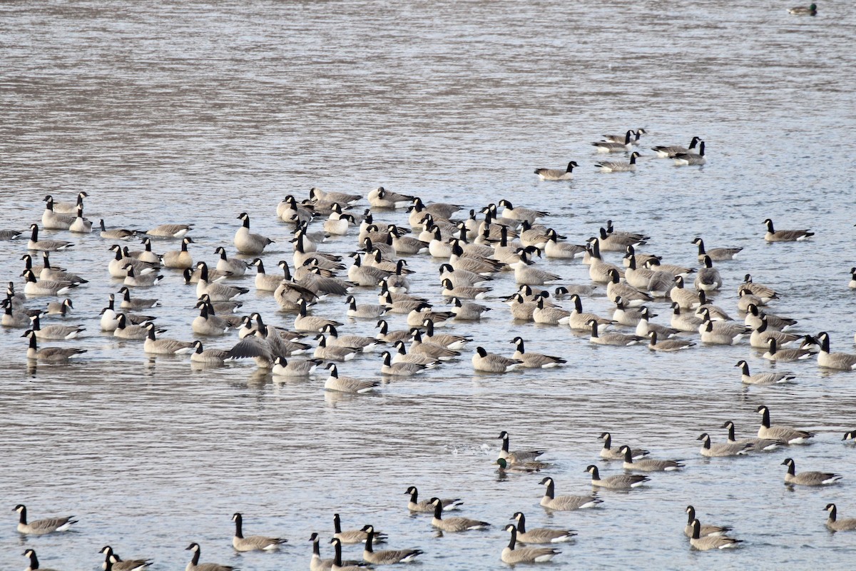 Canada Goose - ML645424753