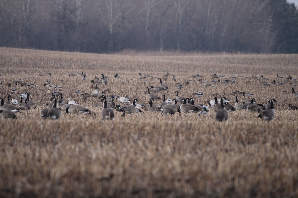 Canada Goose - ML645424754