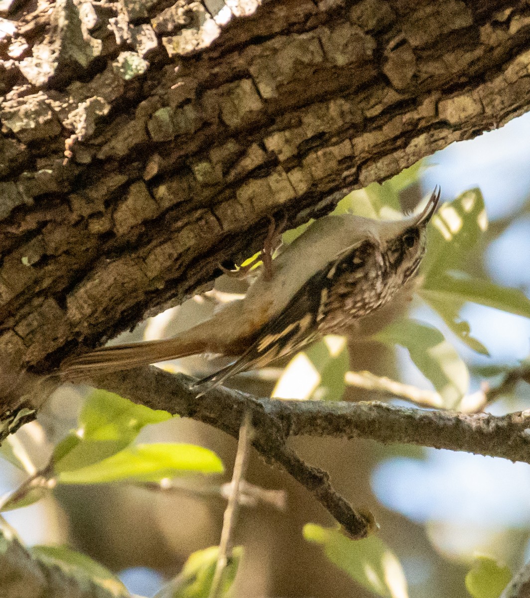Brown Creeper - ML645424755