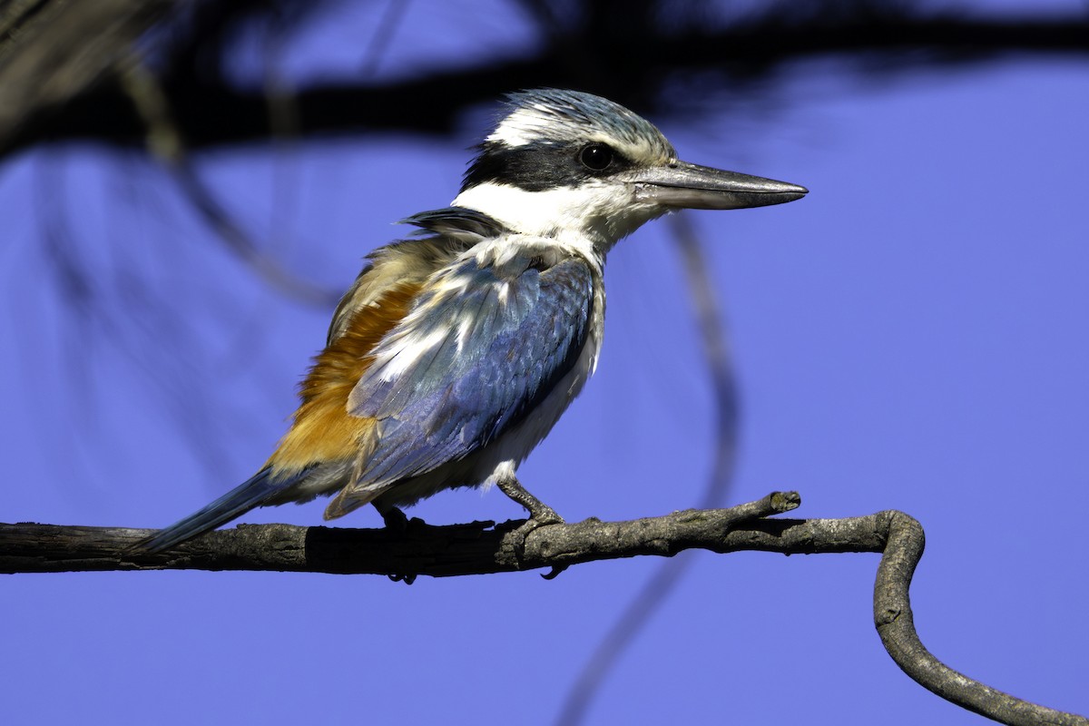 Rotbürzelliest - ML645424756