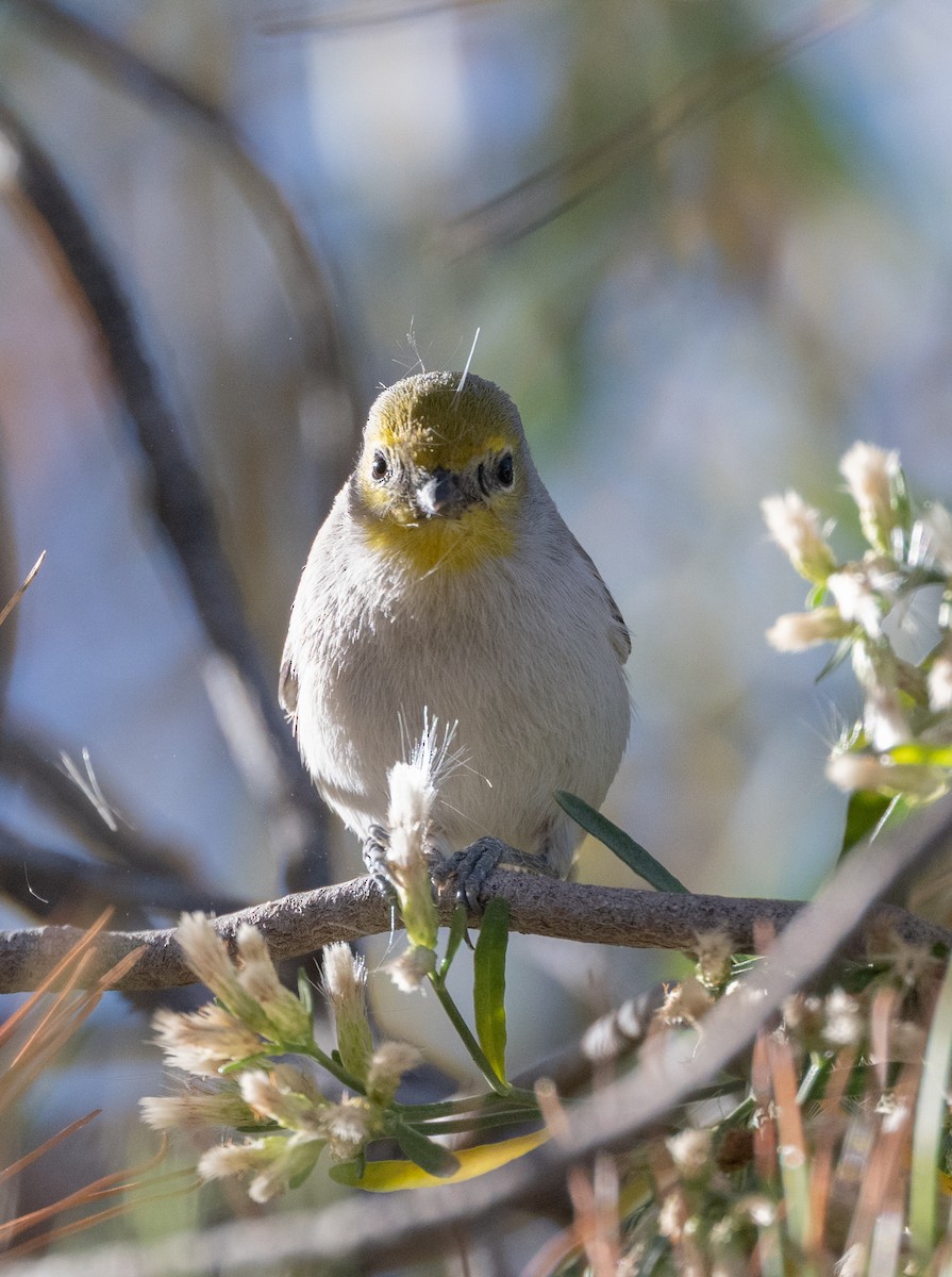 meisesmett - ML645424757