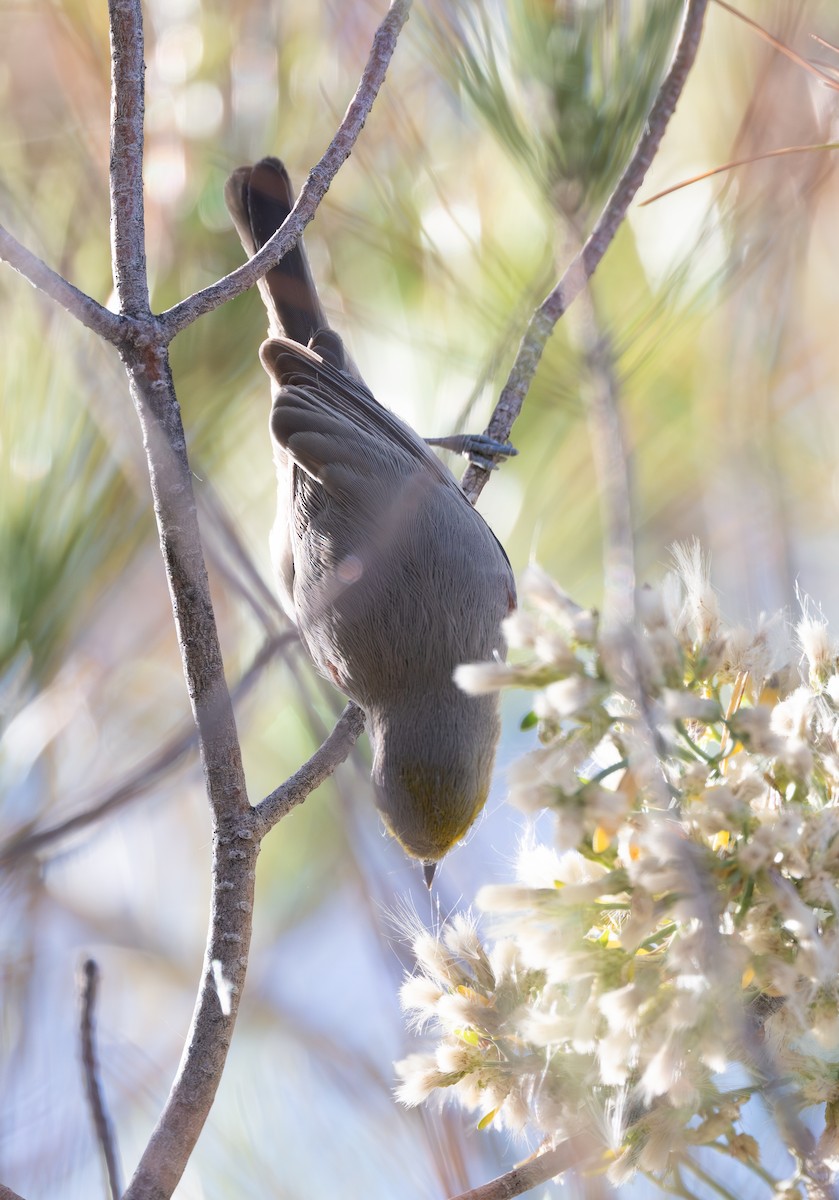 meisesmett - ML645424758