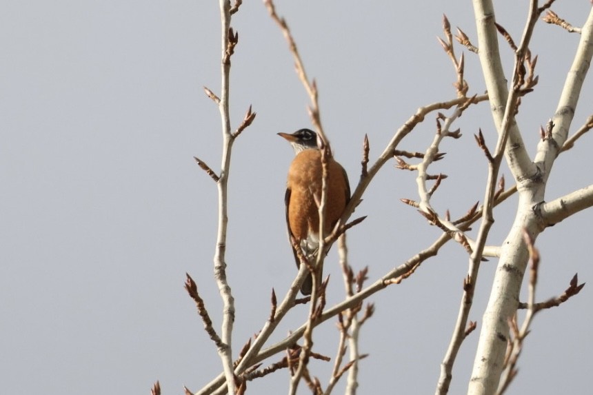 Дрізд мандрівний - ML645424759