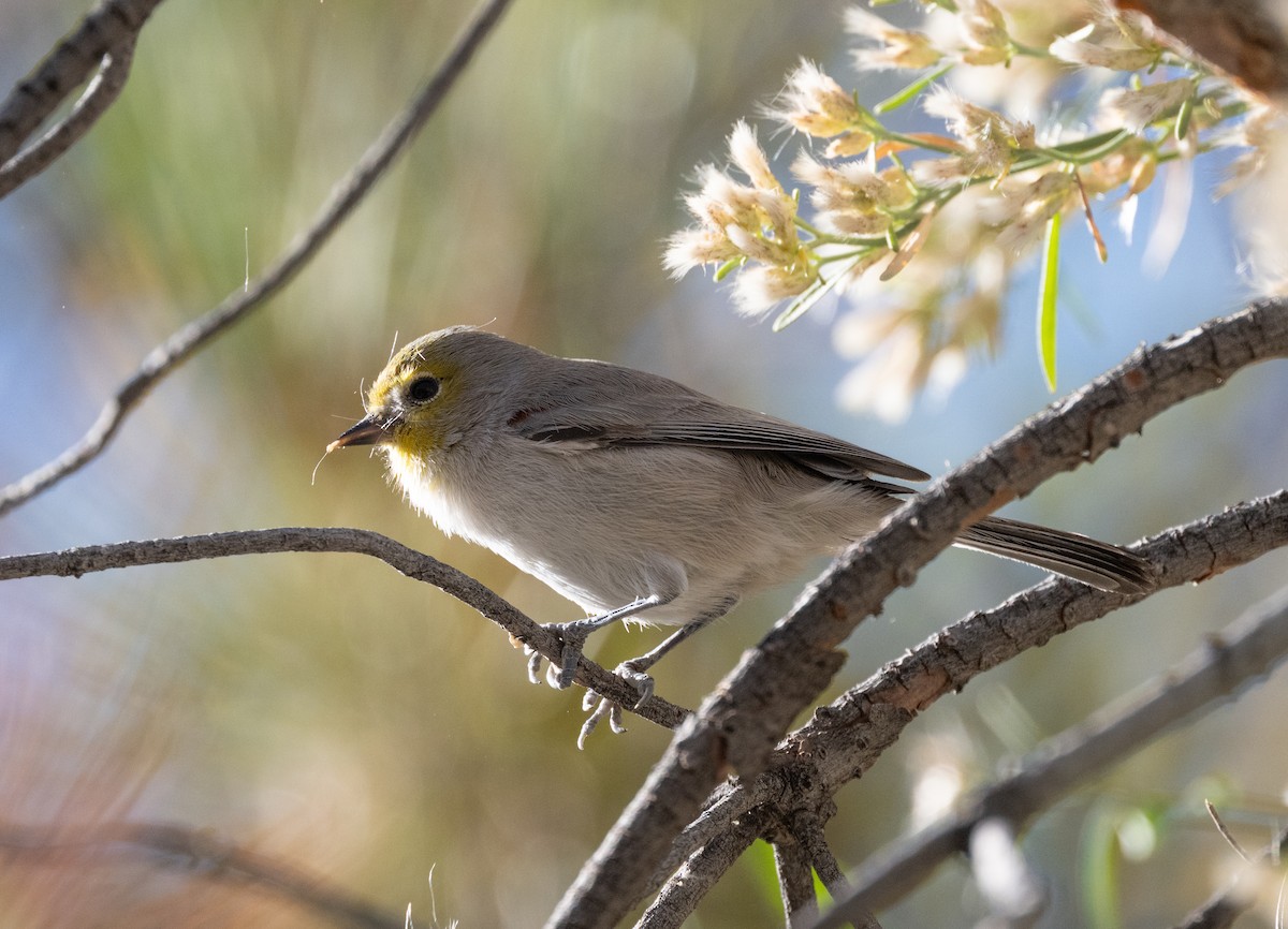 meisesmett - ML645424761