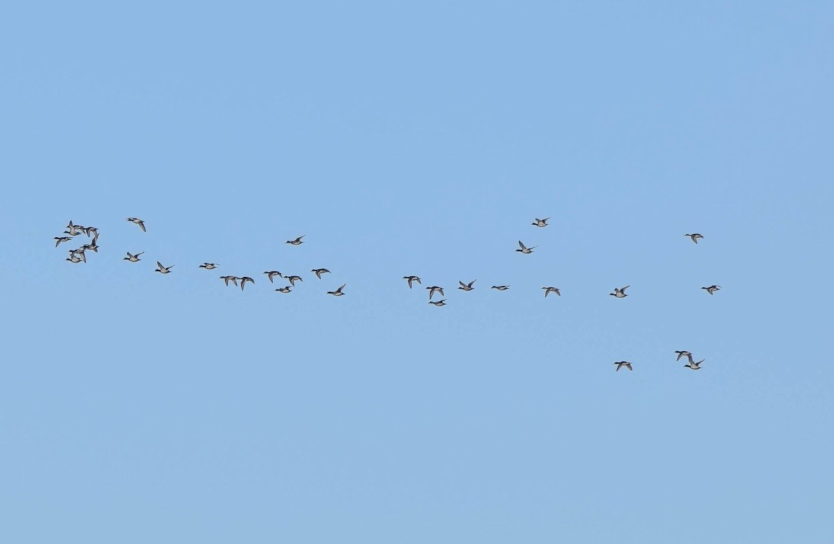 Lesser Scaup - ML645424763