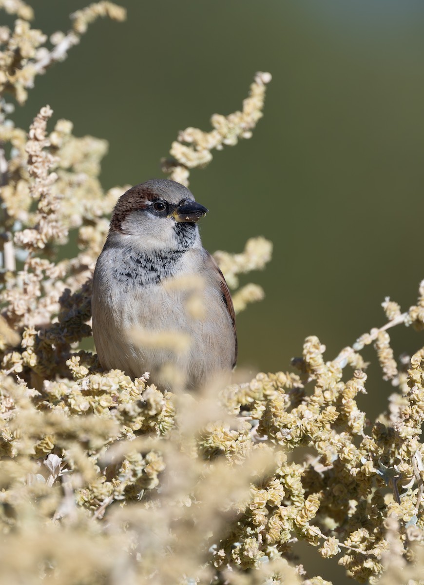 דרור הבית - ML645424764
