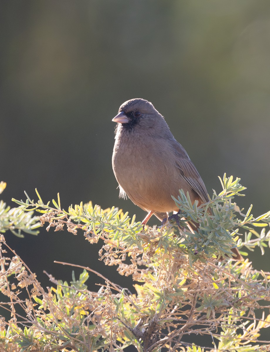 masketovi - ML645424779