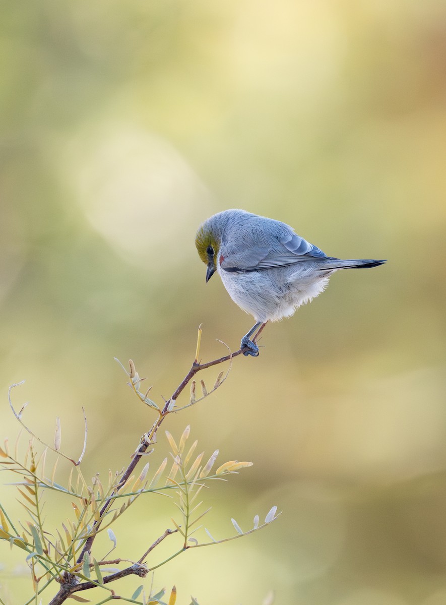 meisesmett - ML645424785