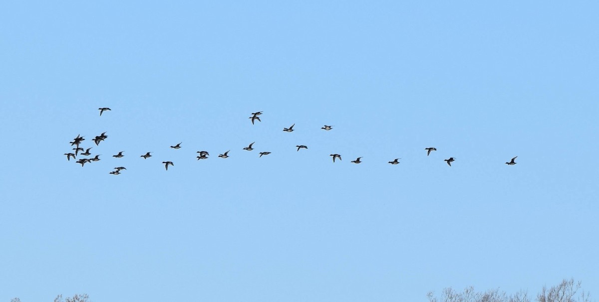 Lesser Scaup - ML645424786