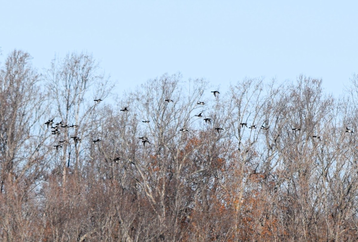 Lesser Scaup - ML645424787