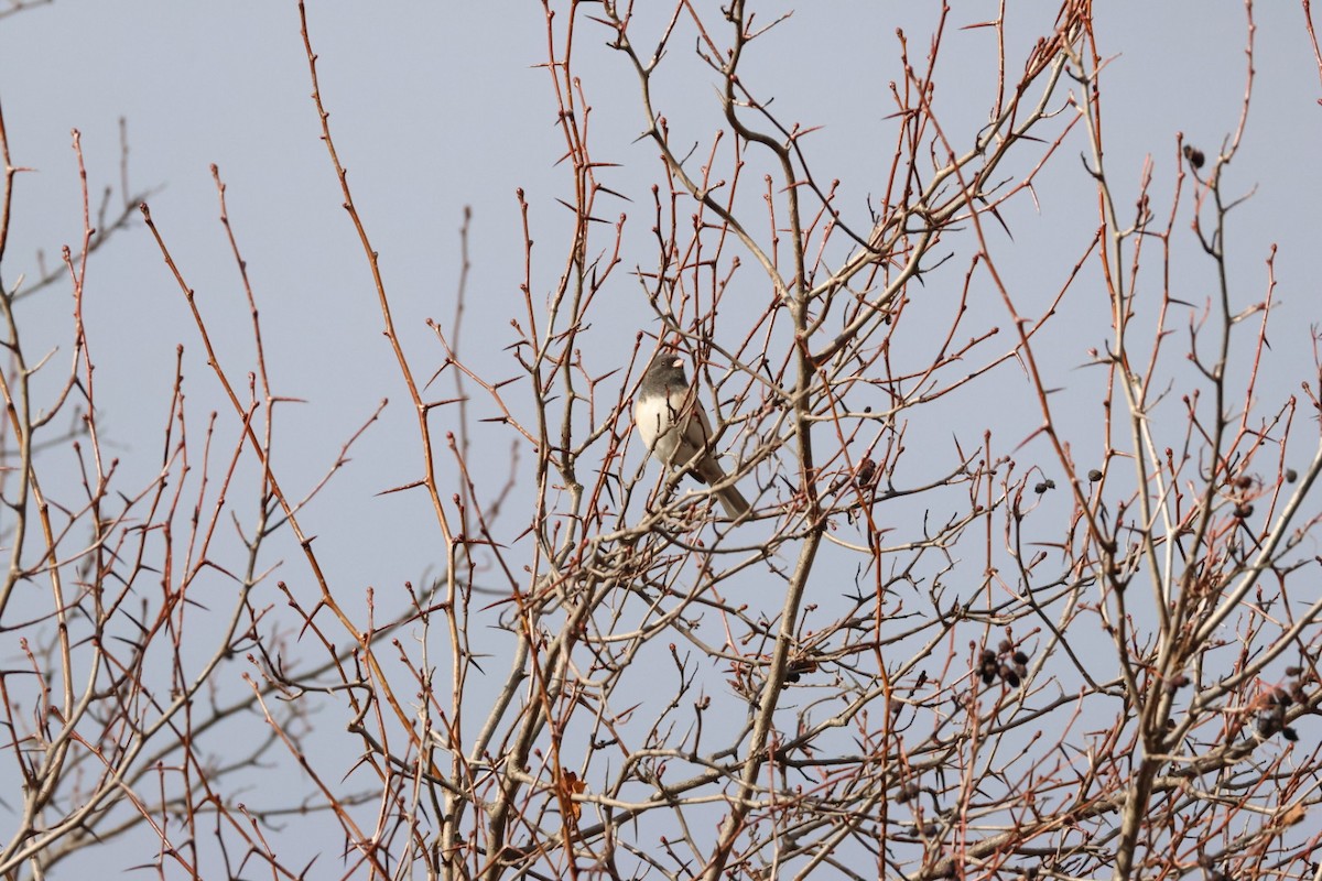 Dark-eyed Junco - ML645424788