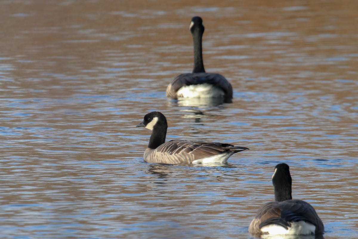 小加拿大雁 - ML645424789
