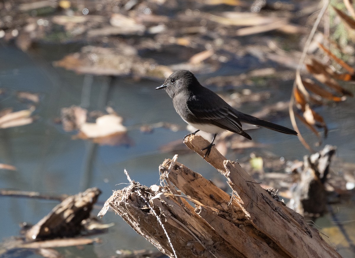 svartfibi - ML645424790