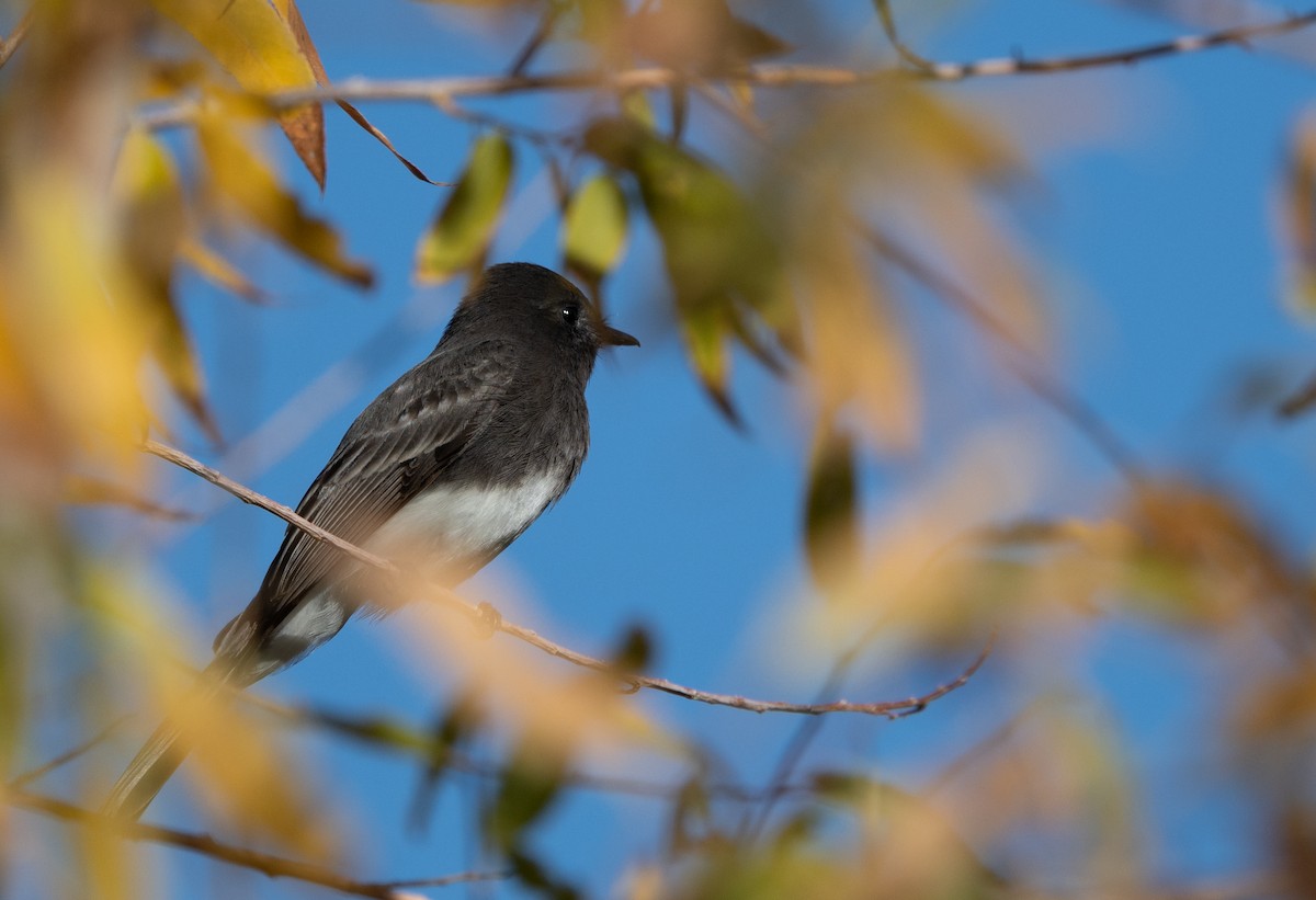 svartfibi - ML645424791