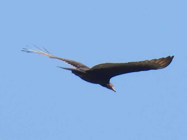 Black Vulture - ML645424794