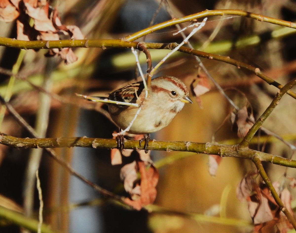 ムナフヒメドリ - ML645424796