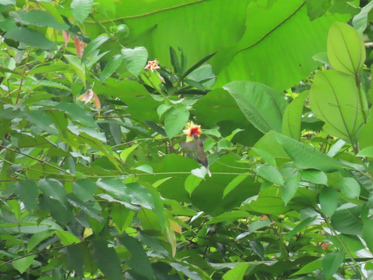 Pale-bellied Hermit - ML645424797