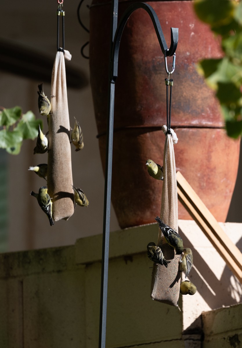 småstillits - ML645424798