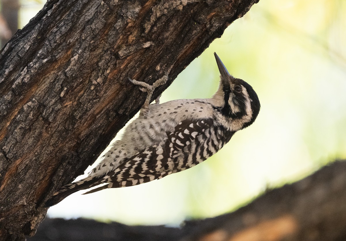 leiderspett - ML645424816