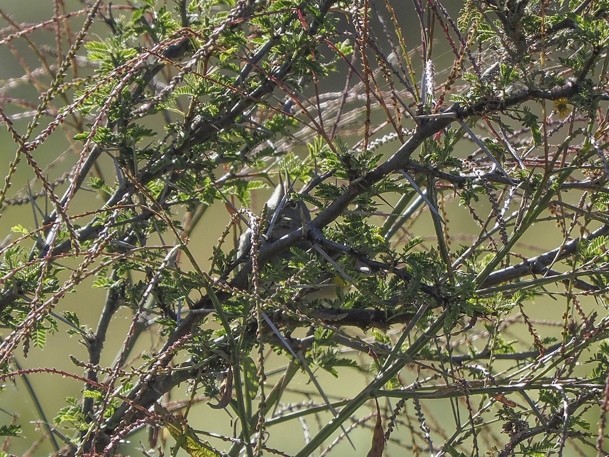 Червоїд жовтоволий - ML645424817