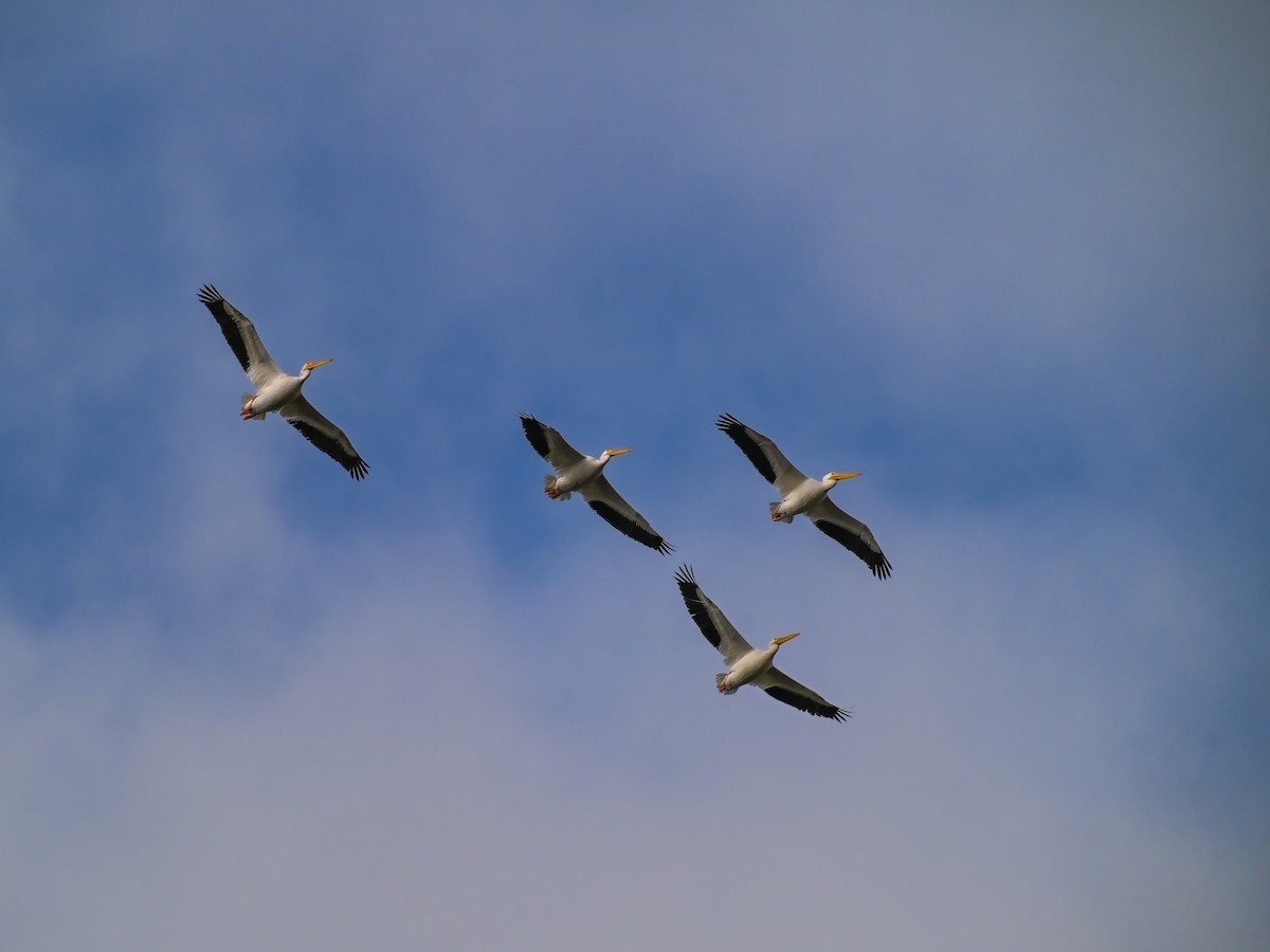 Amerika Pelikanı - ML645424820