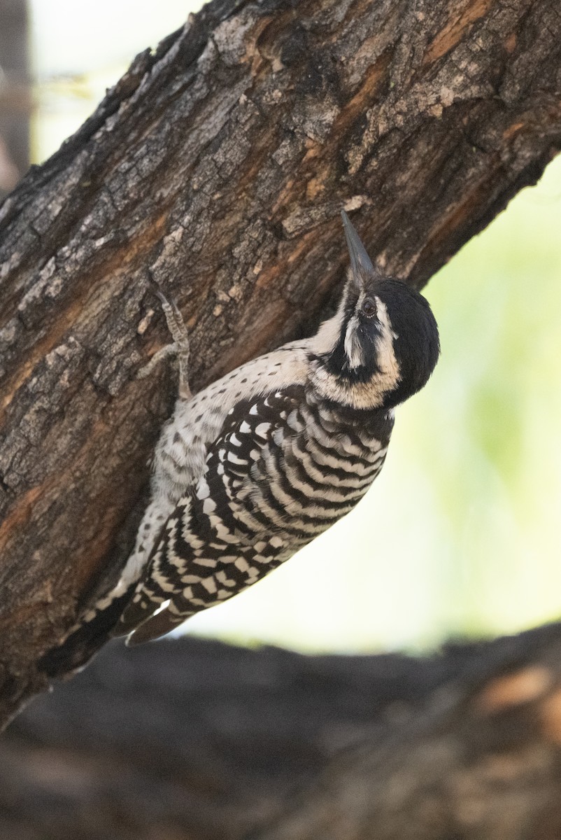 leiderspett - ML645424821