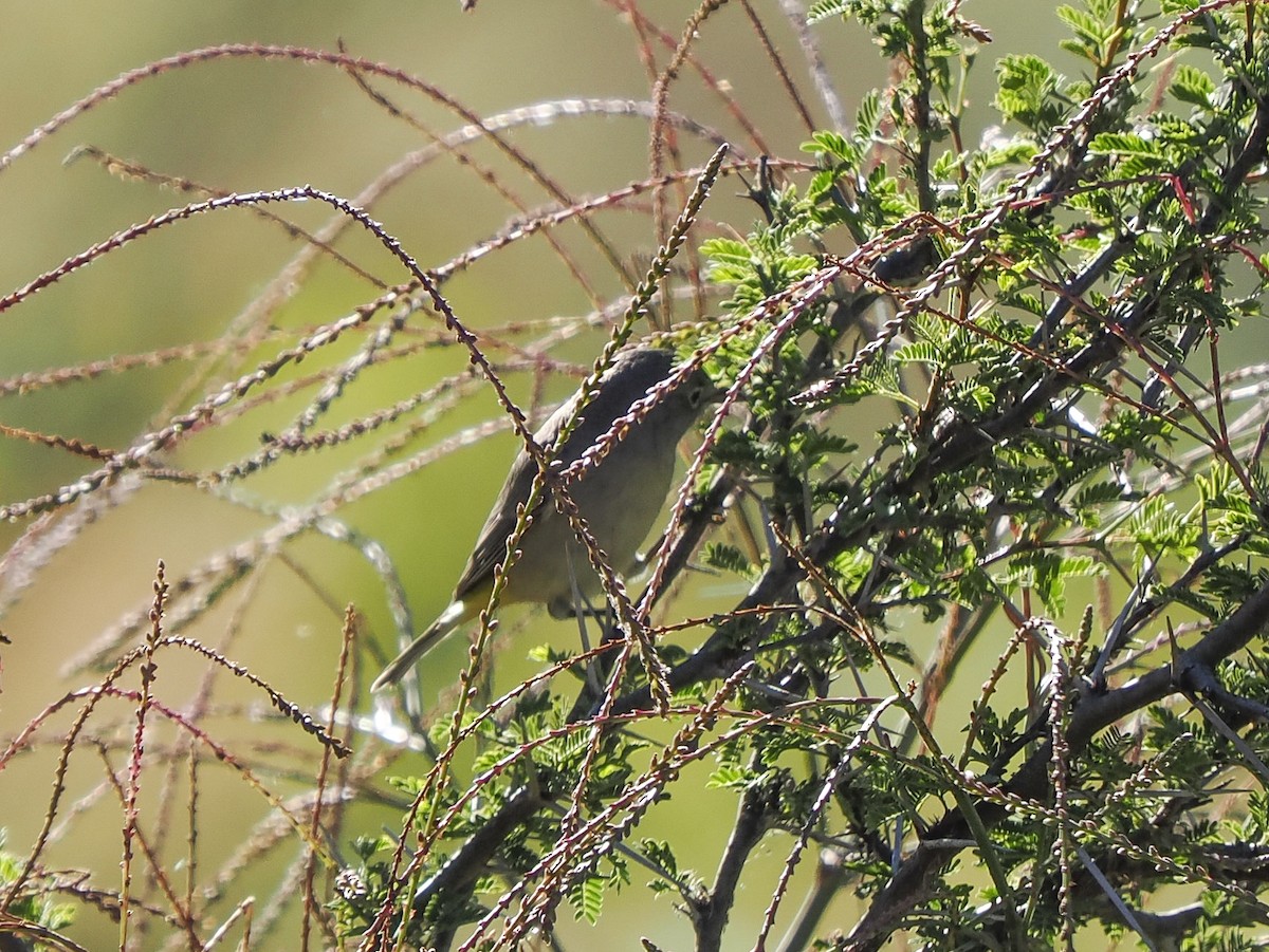 Червоїд жовтоволий - ML645424822
