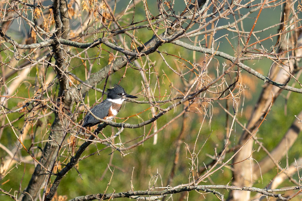 Belted Kingfisher - ML645424831