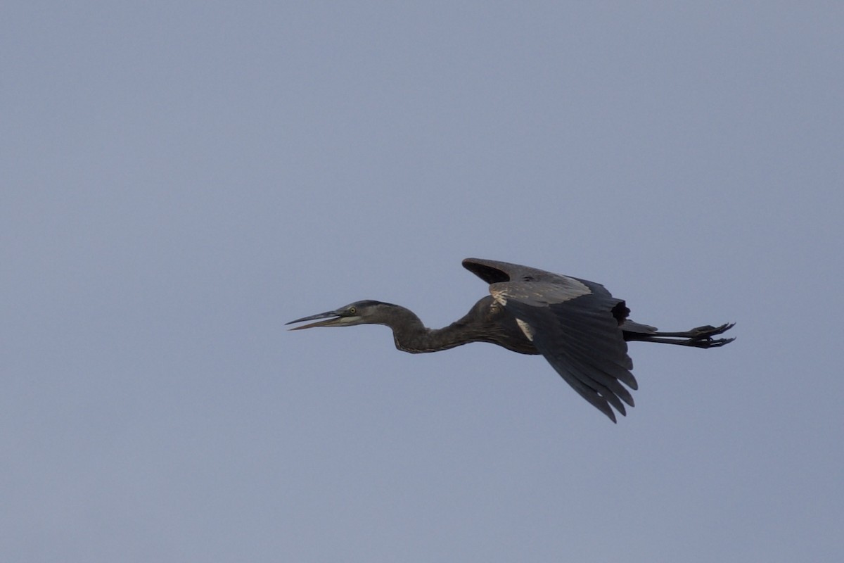 Great Blue Heron - ML645424834