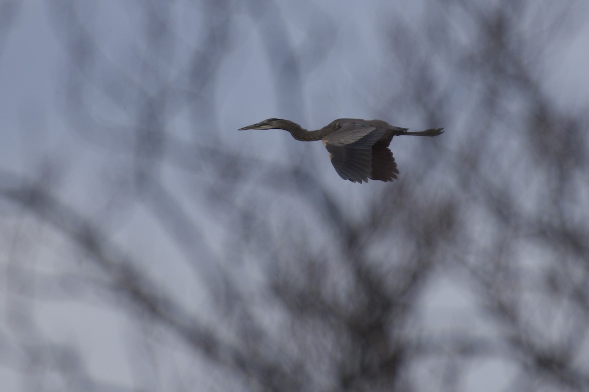Great Blue Heron - ML645424835