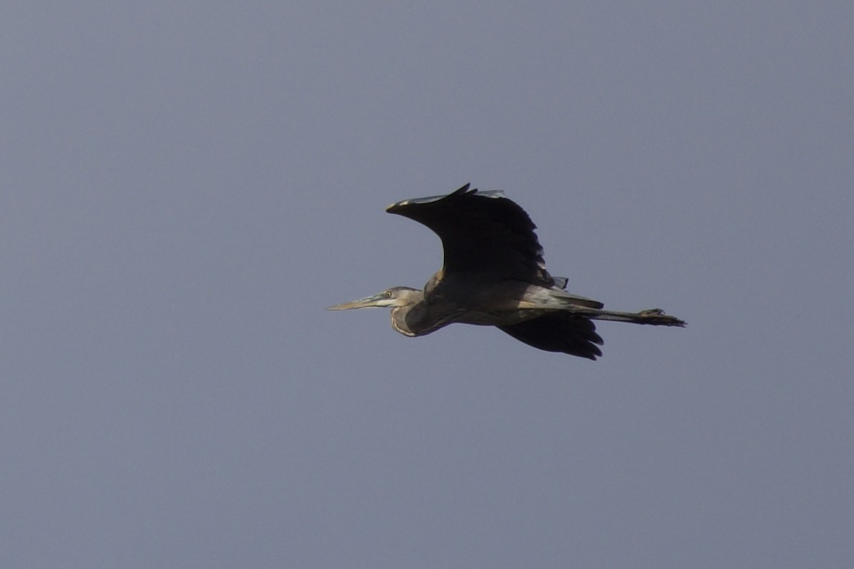 Great Blue Heron - ML645424837