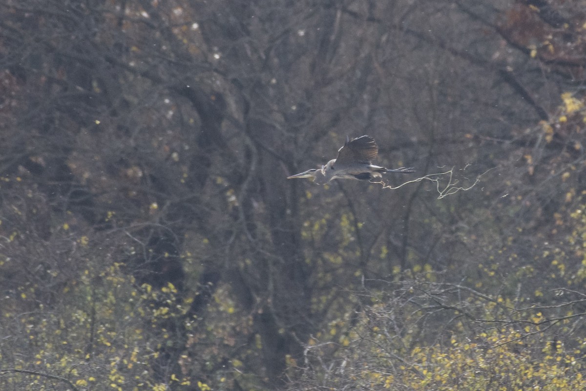 Great Blue Heron - ML645424838