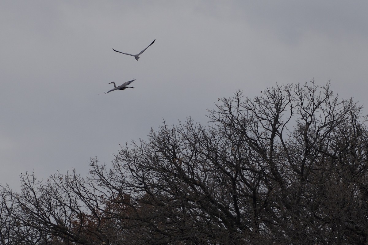 Great Blue Heron - ML645424840