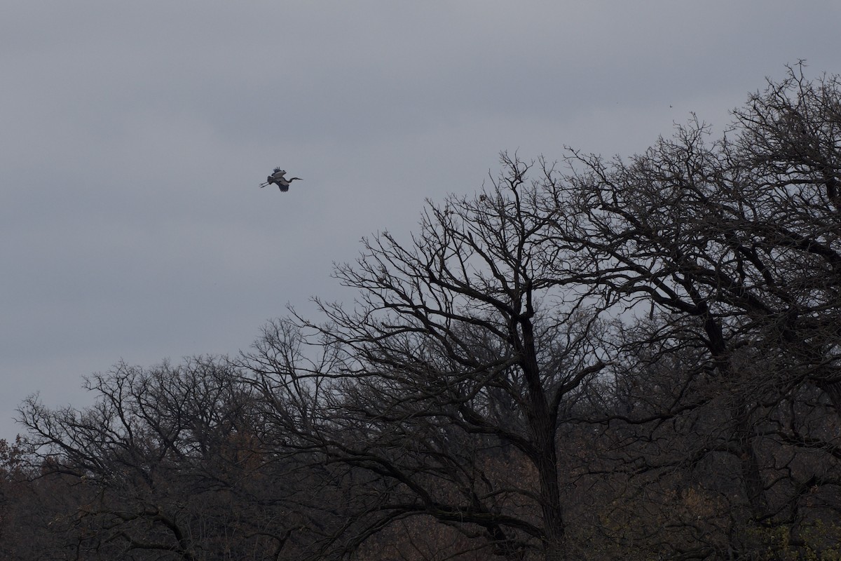 Great Blue Heron - ML645424842