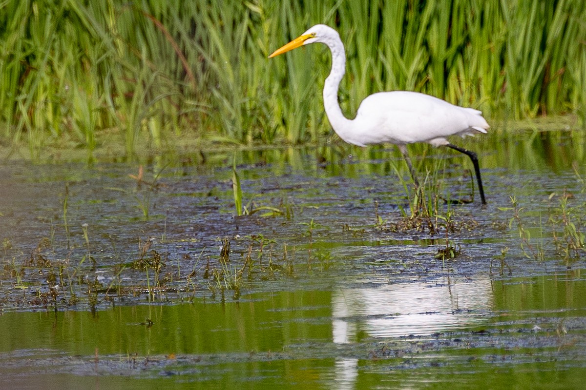 Great Egret - ML645424843