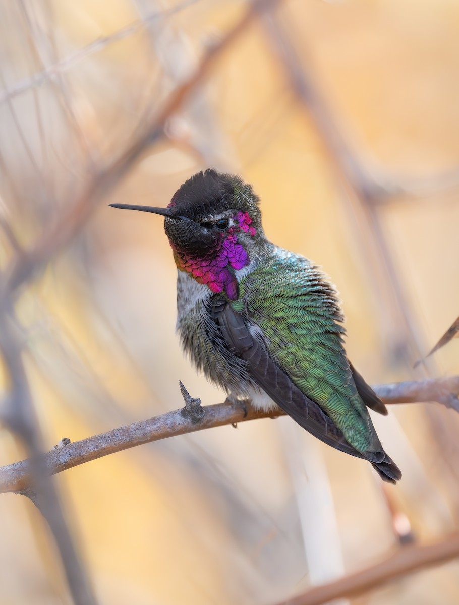 rødmaskekolibri - ML645424845