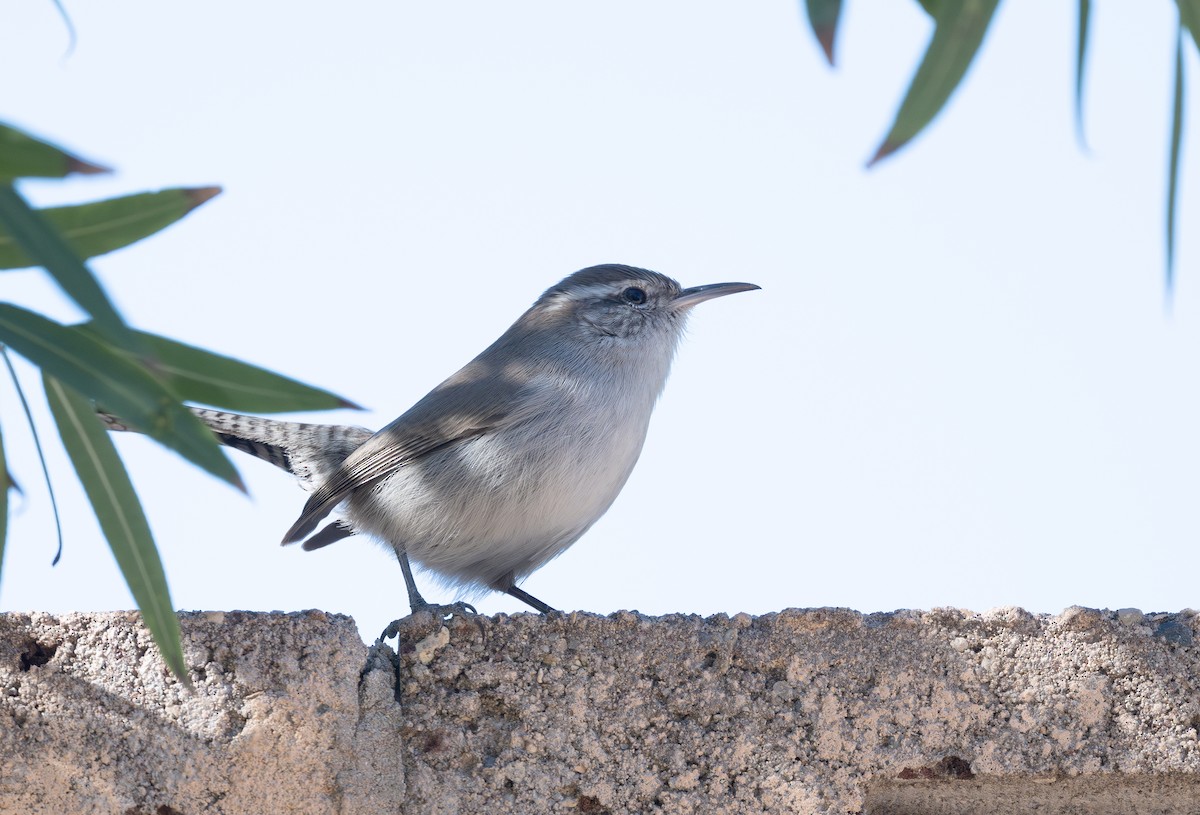 langstjertsmett - ML645424850