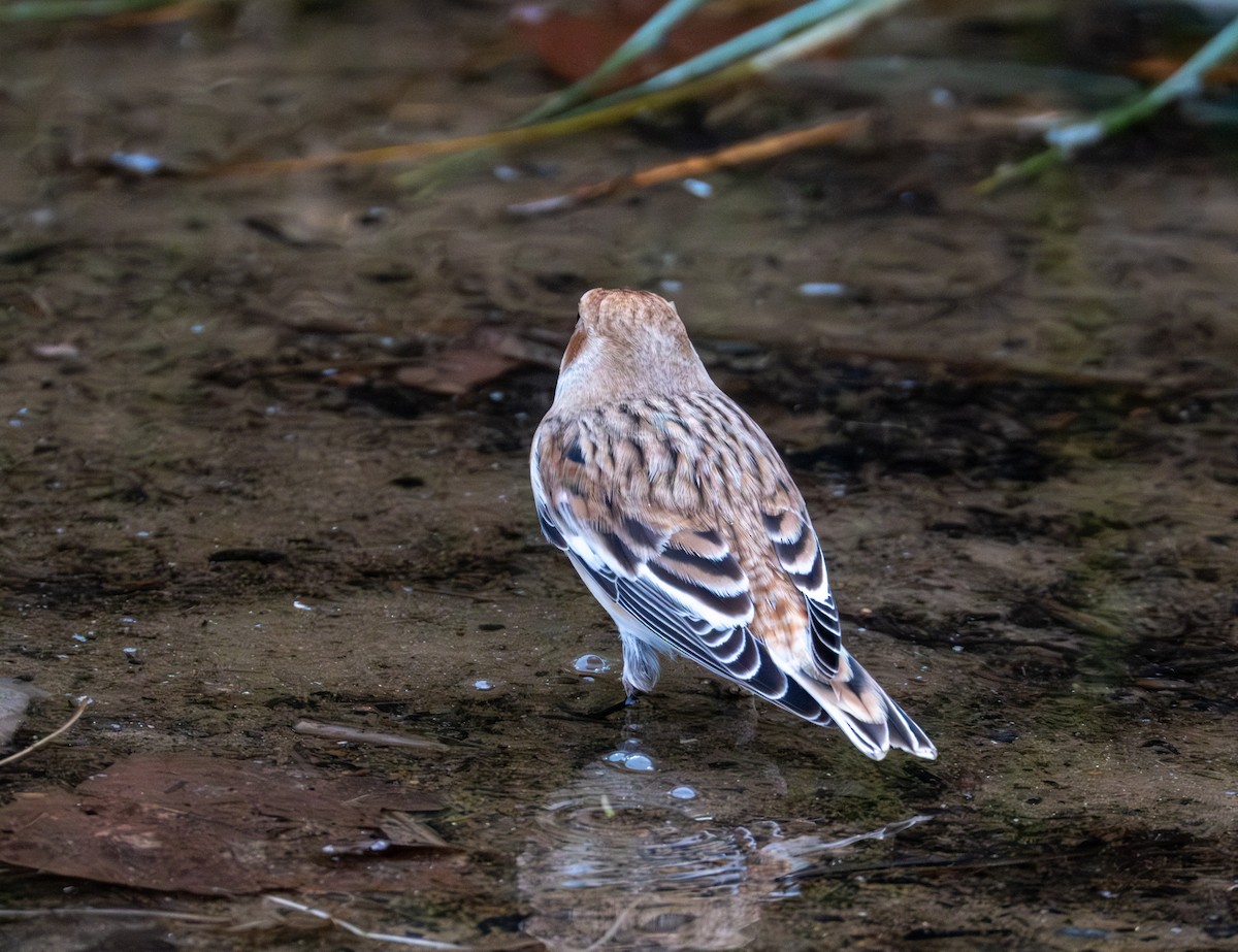 Snow Bunting - ML645424852