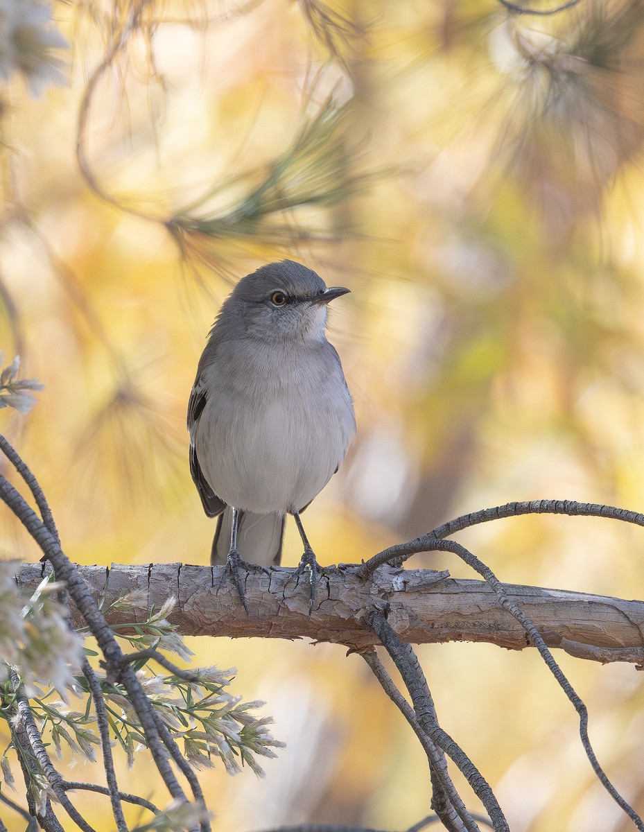 sangspottefugl - ML645424855